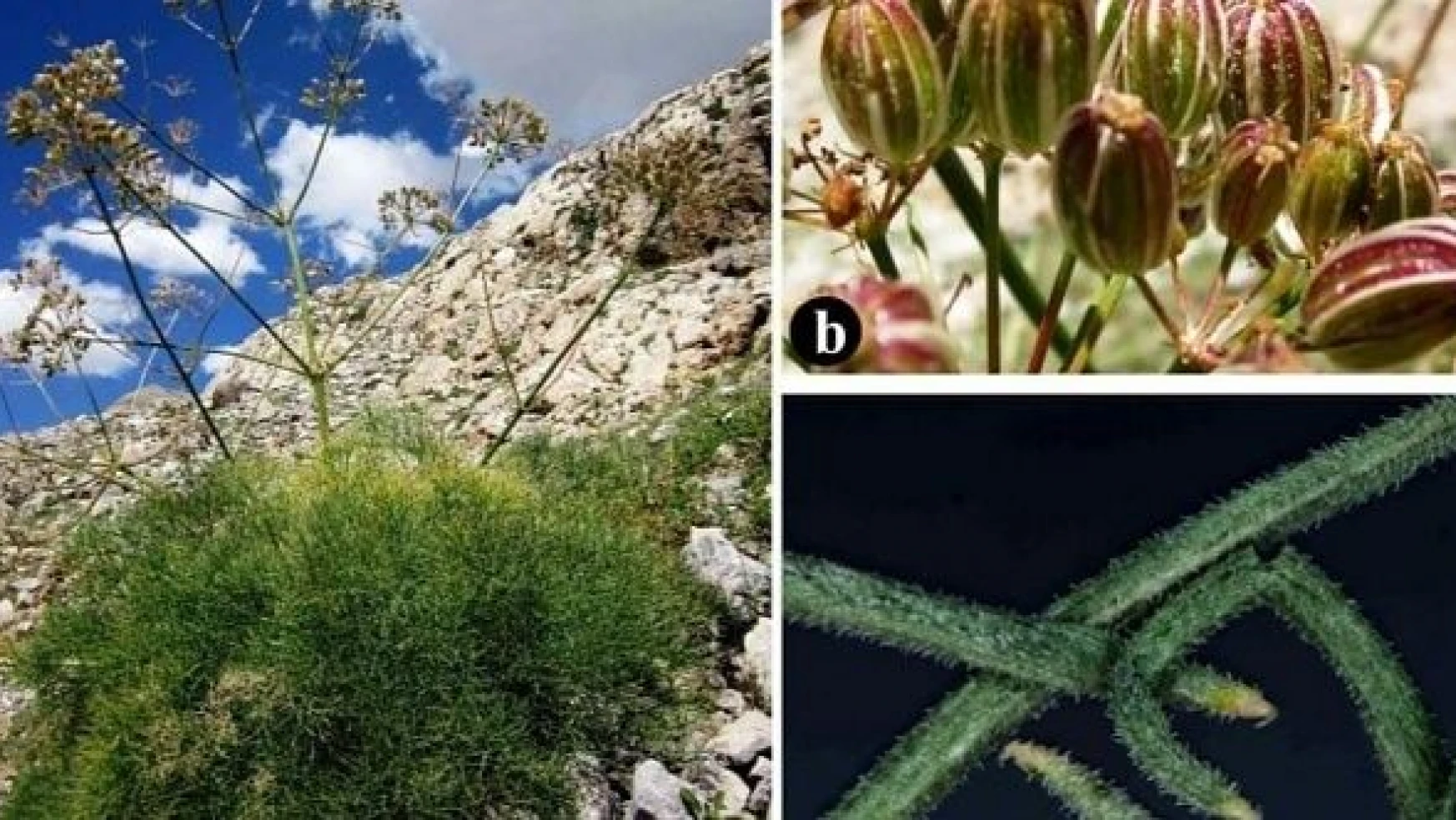 Eşi benzeri yok: Tunceli'de endemik bitki keşfedildi