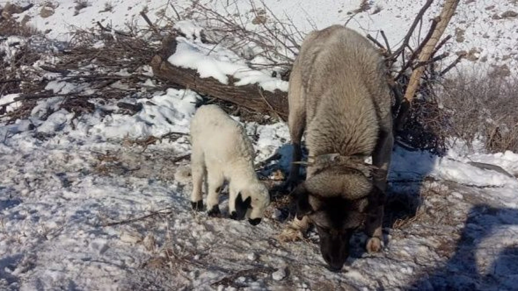 Bu görüntüler yürekleri ısıttı... Kangal köpeği kuzuya annelik yapıyor