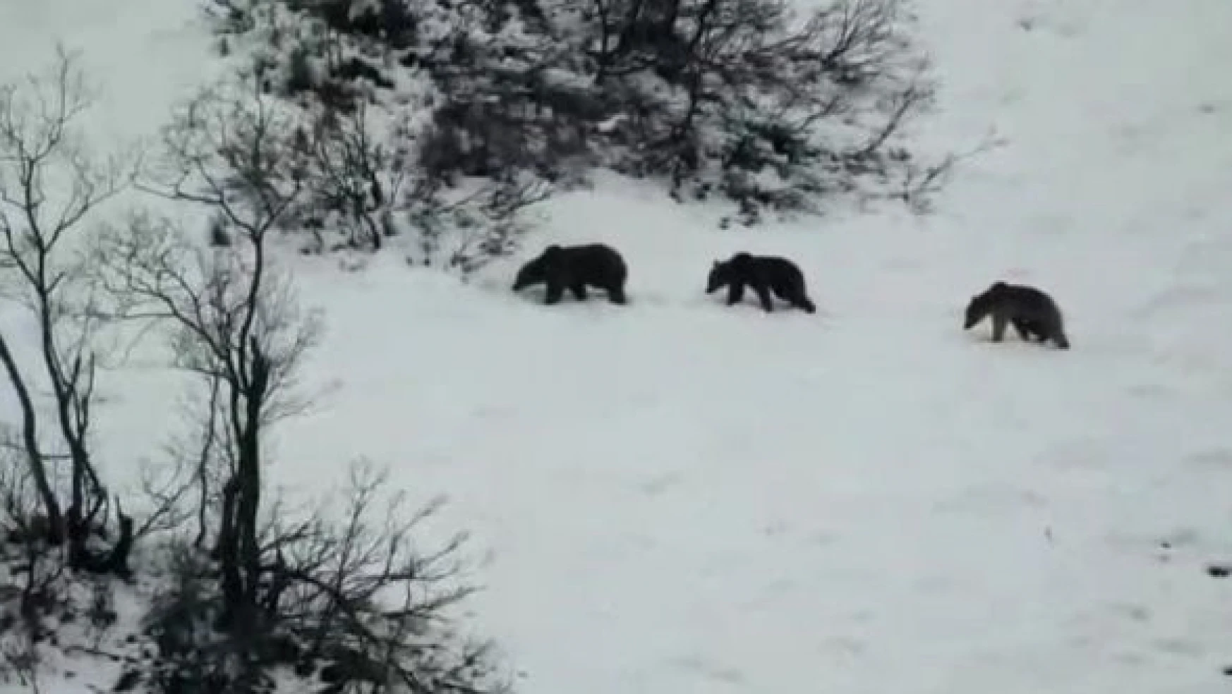 Boz ayı ailesi karın keyfini çıkarıyor