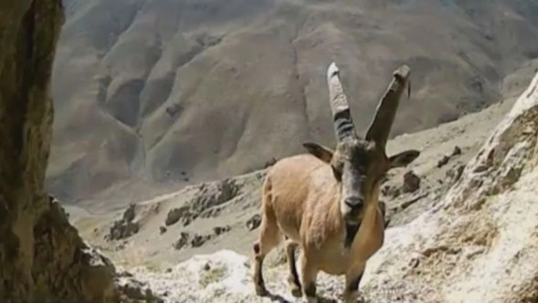 Dik kayaların usta tırmanıcısı, nesli tükenme tehlikesinde olan yaban keçileri görüntülendi