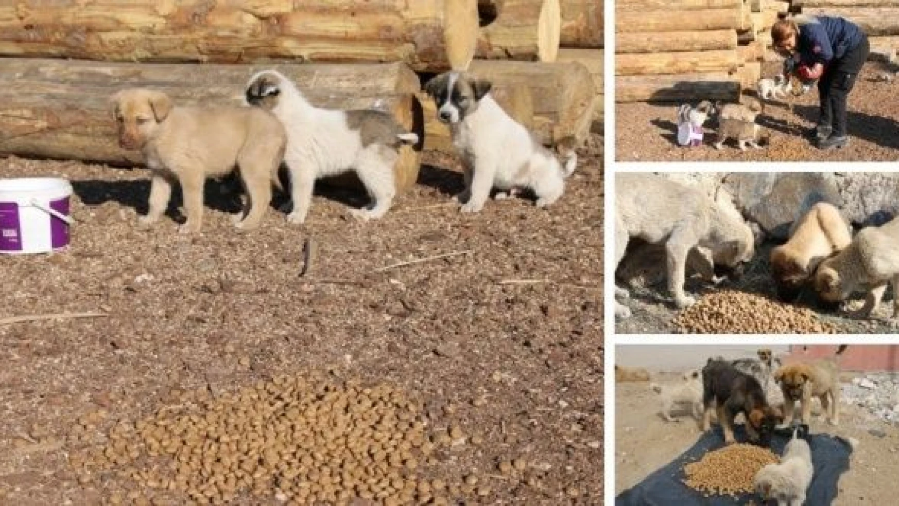 Erciş Belediyesi sokak hayvanlarını unutmadı