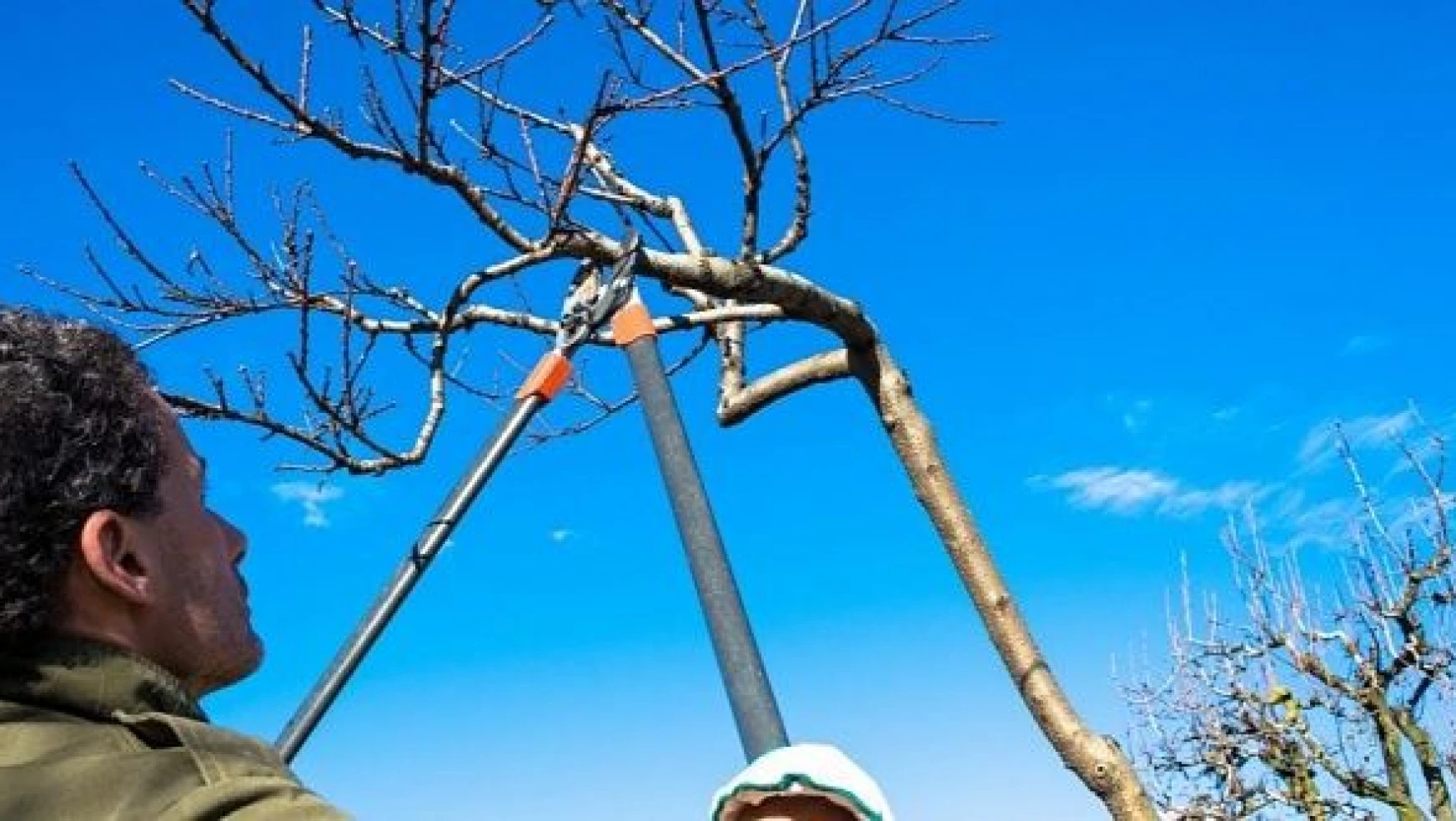 Tarım ve Orman İl Müdürlüğünden zirai dondan ağaçları koruma yöntemleri