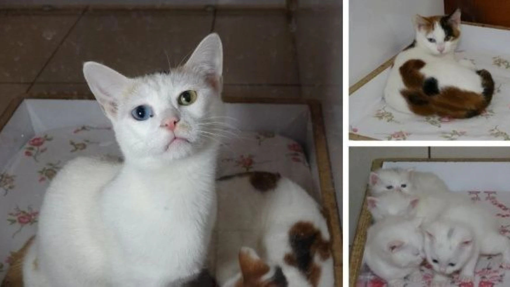 Van Kedi Villası depremzede kedileri ağırlıyor