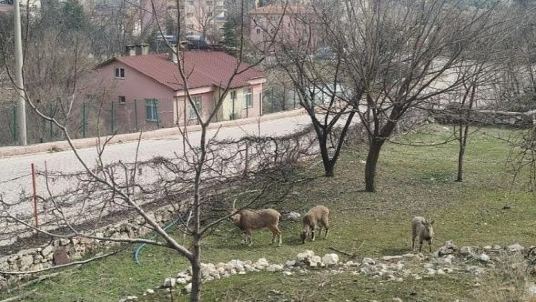 Nesli tükenen yaban keçileri evlerin bahçelerine indi