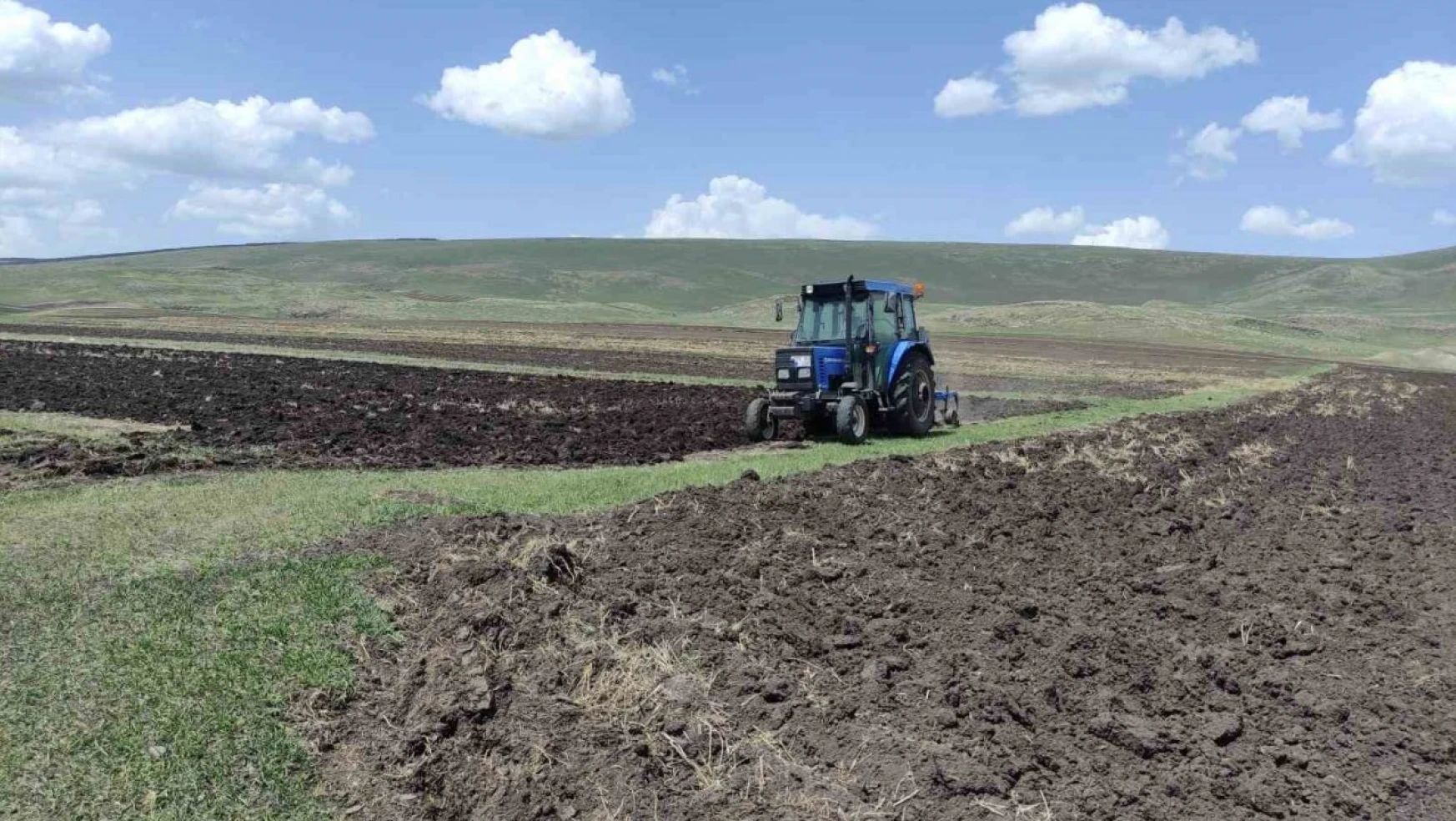 Ardahan'da ata tohumu buğday ve arpa tohumları toprakla buluşturuluyor