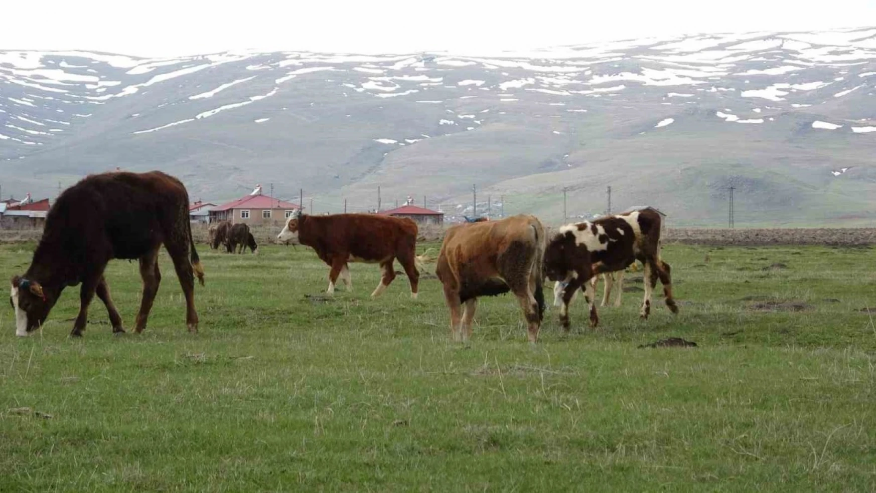 Ardahan'da hayvanlar meralarda otlatılmaya başlandı