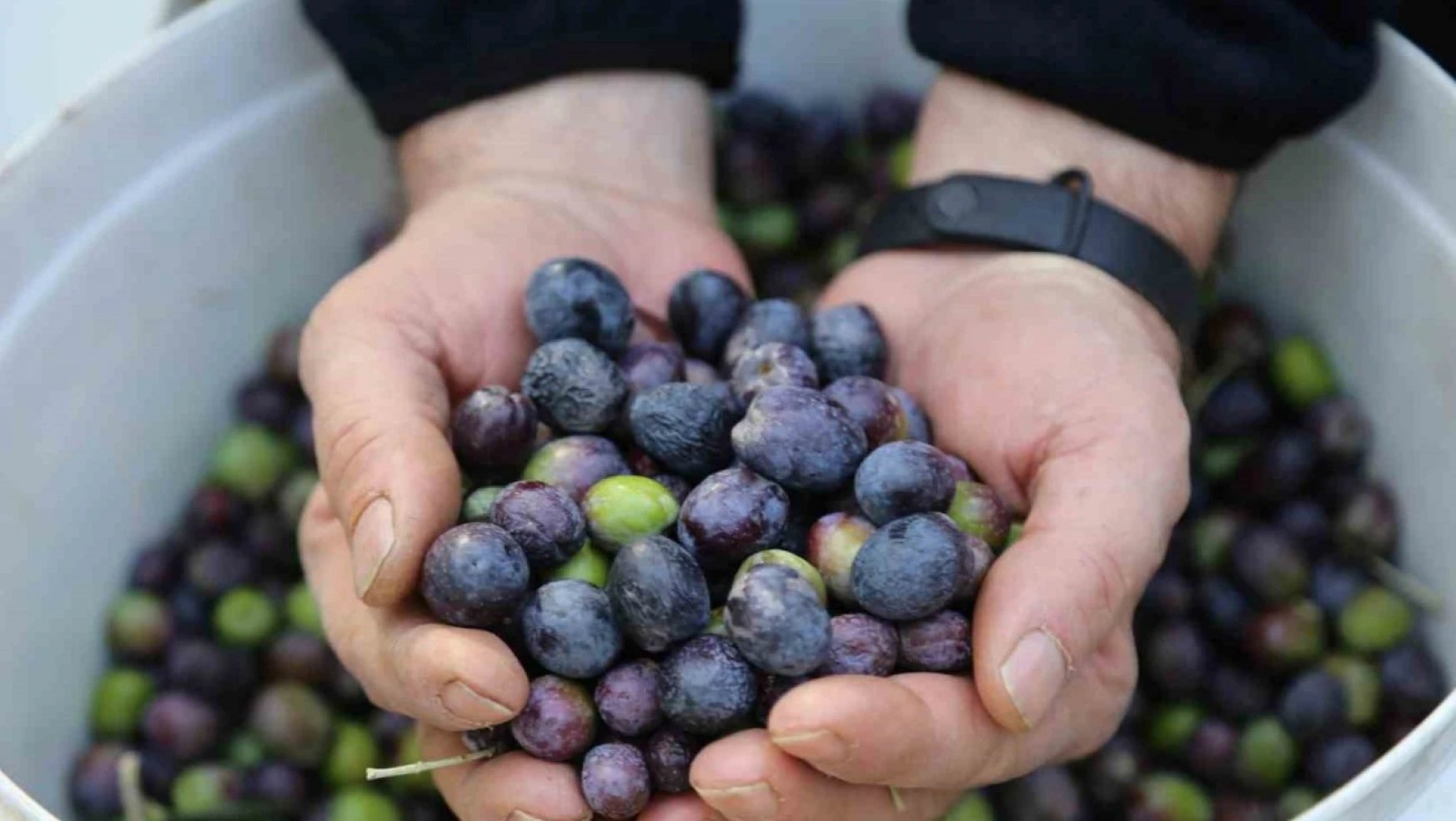 Artvin'in Yusufeli ilçesinin ödüllü Butko zeytininin hasadına başlandı