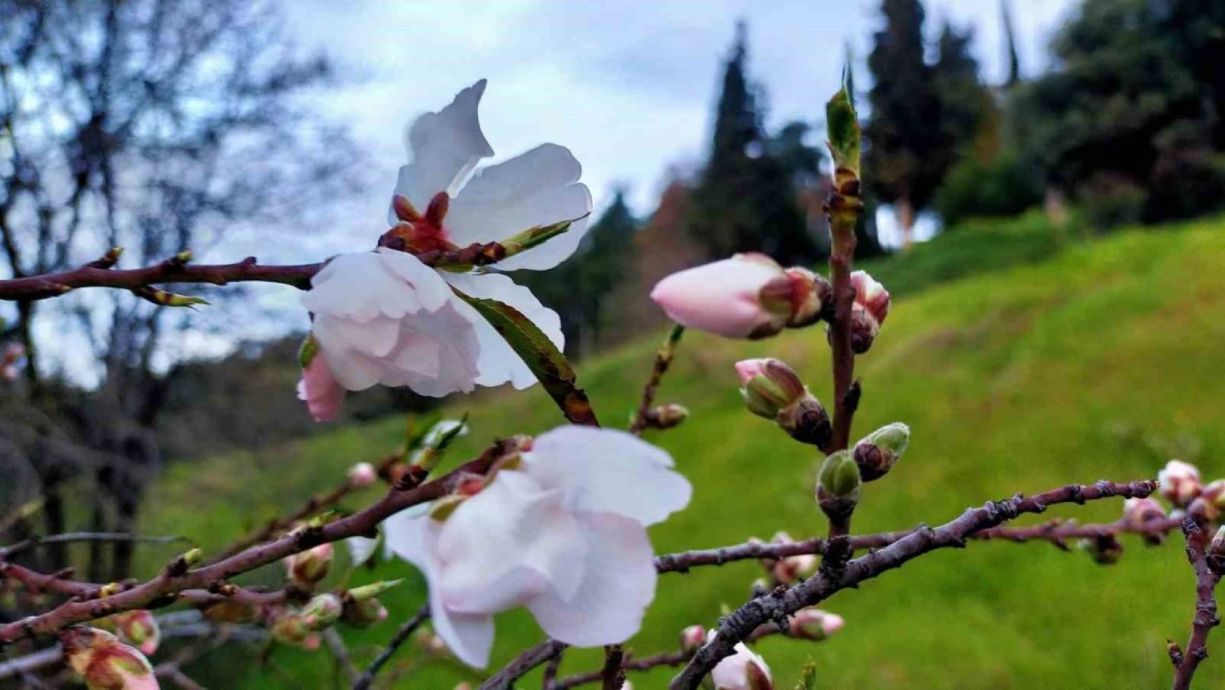 Aydın'da badem ağaçları çiçek açtı