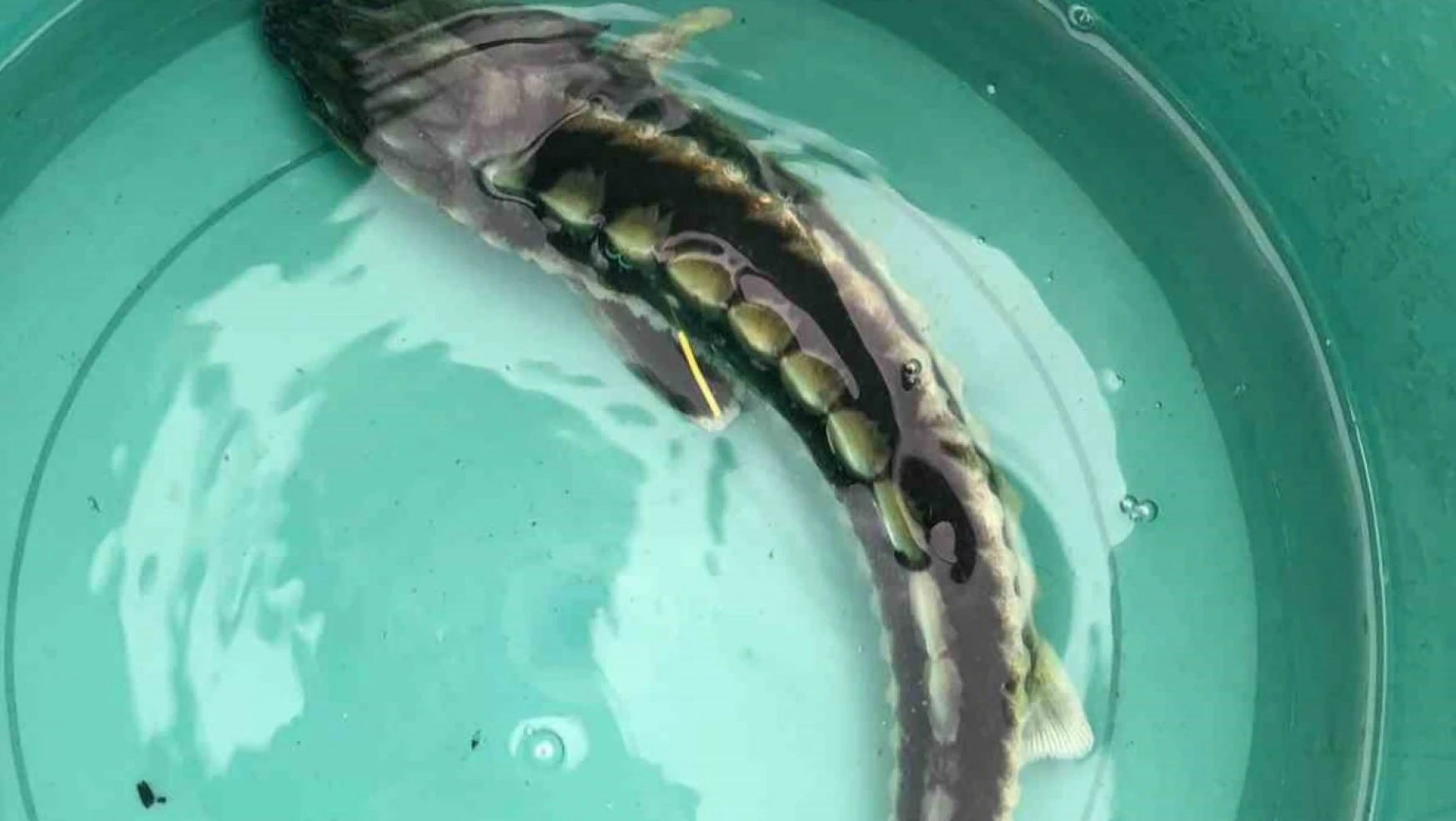 Balıkçı ağına takılan, nesli tehlike altında olan mersin balığı denize salındı