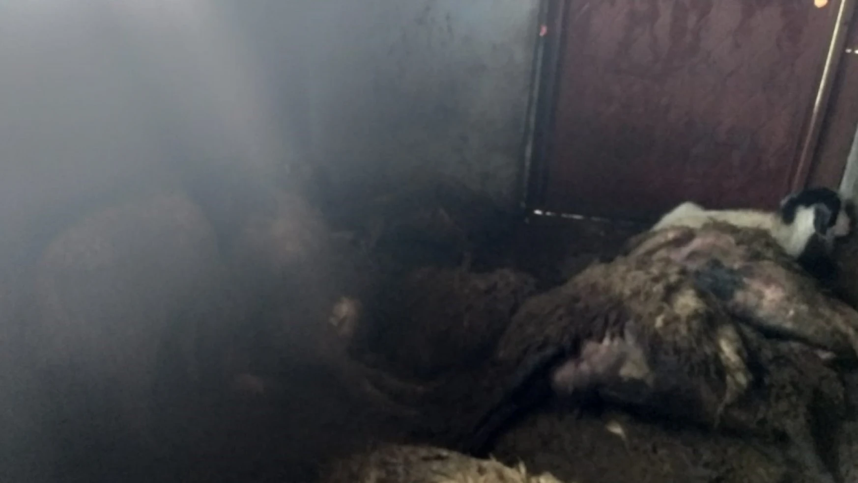 Devlet destekli alınan sürüye kurt dadandı: 35 koyun telef oldu