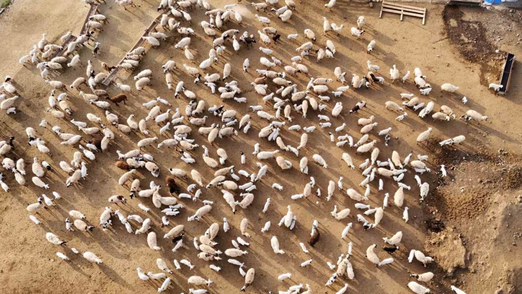 Erzincan'da koyun ve kuzuların coşkulu buluşması