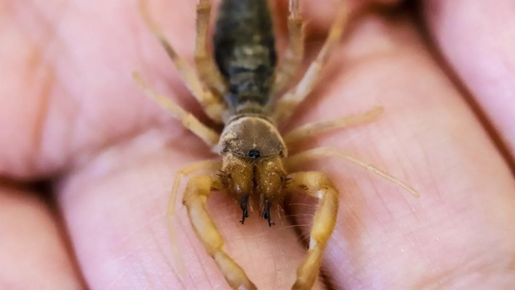 Hakkari'de yeni bir böğü böceği türü keşfedildi