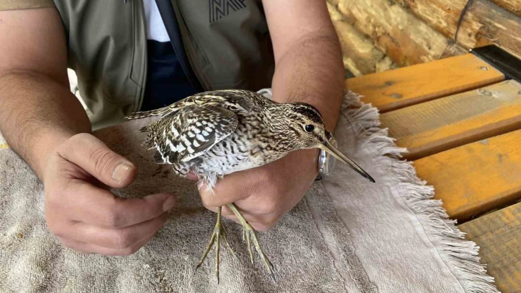 Iğdır'da uçamaz halde bulunan Su Çulluğu kuşu tedavi altına alındı