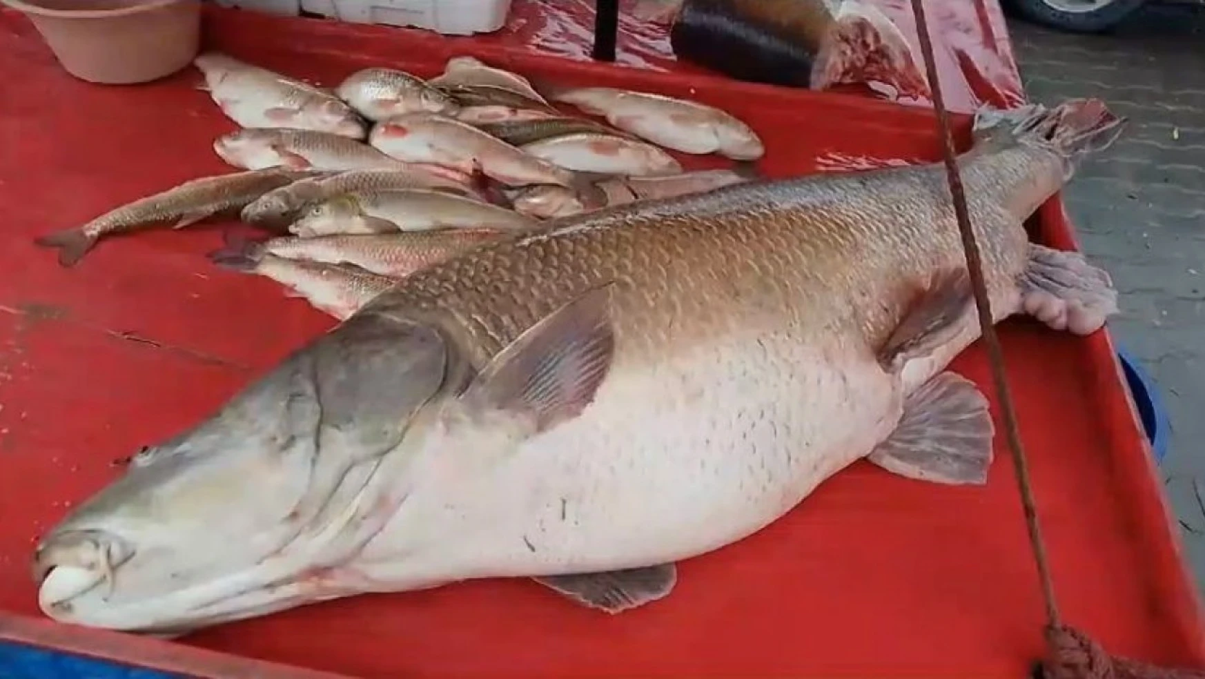 Karasu Nehri'nde 110 kiloluk turna balığı oltaya takıldı