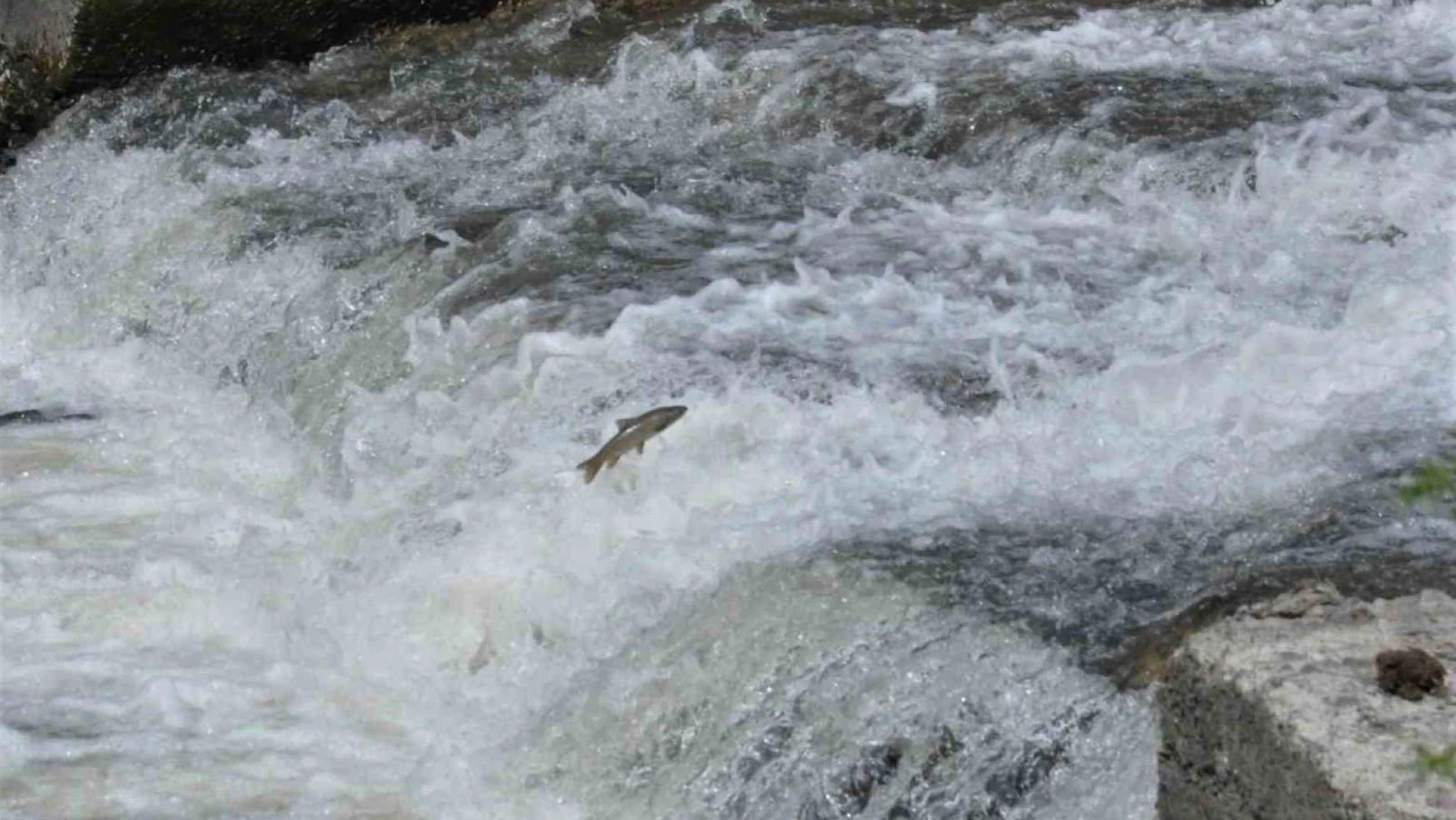 Kars'ta tatlı su kefallerinin ölüm göçü sürüyor