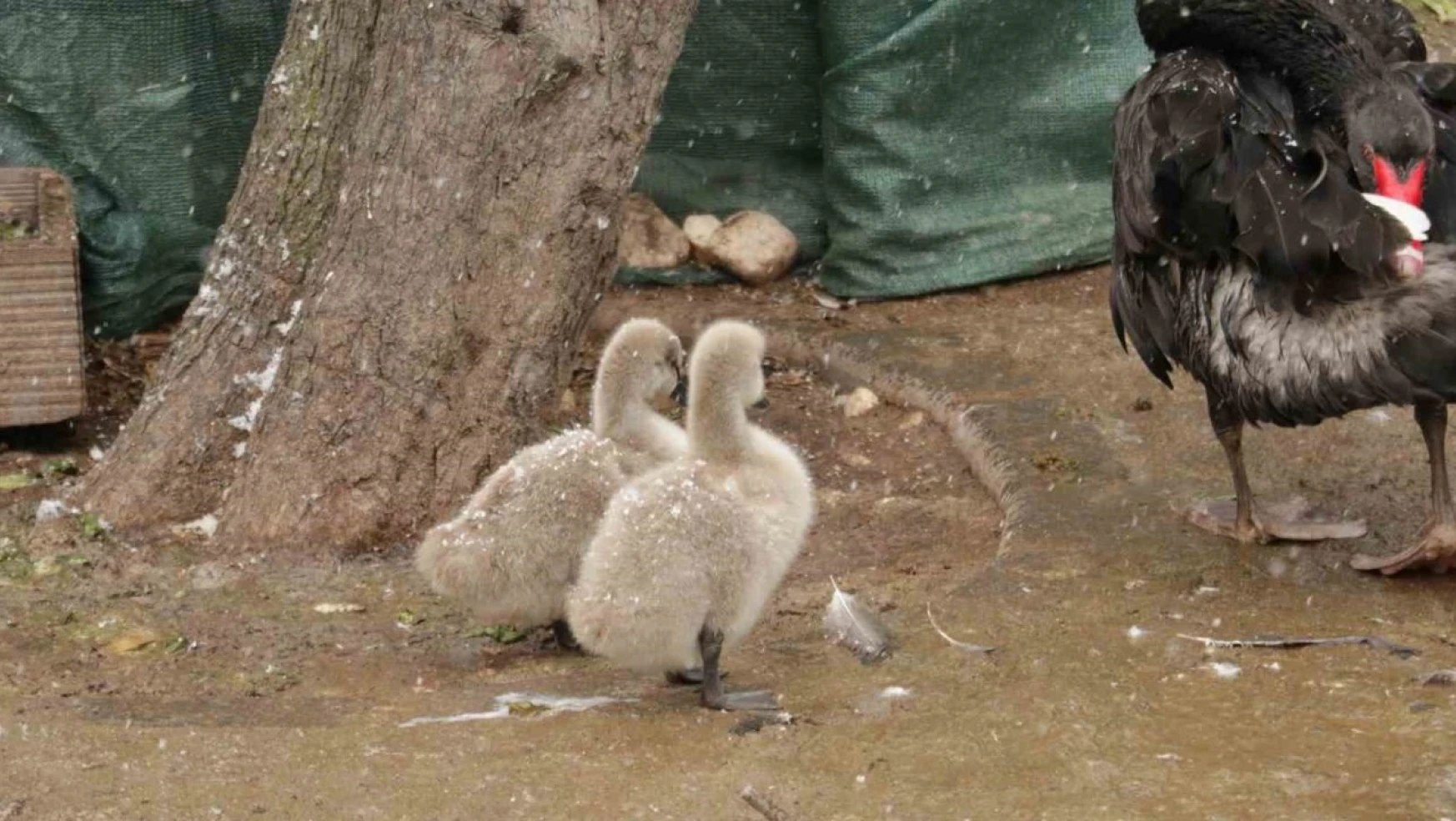 Kuğulu Park'ın yeni yavruları görüntülendi