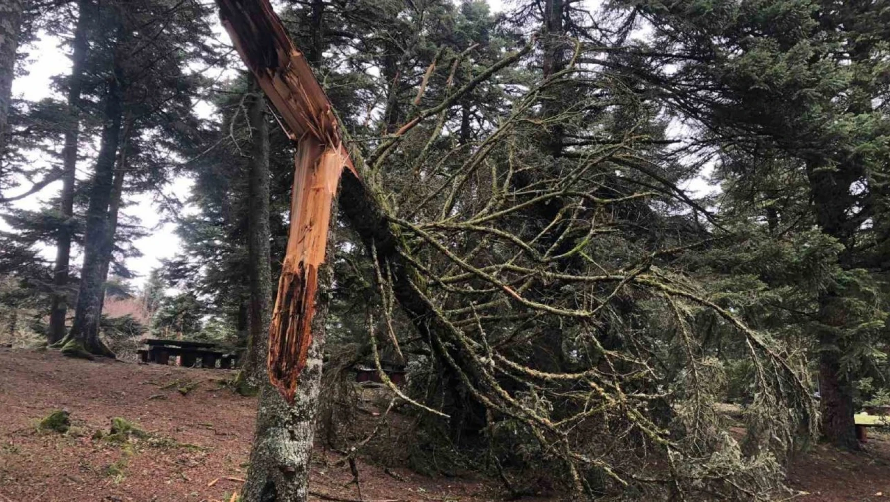 Lodos doğa harikası Gölcük Tabiat Parkı'nı yıktı geçti