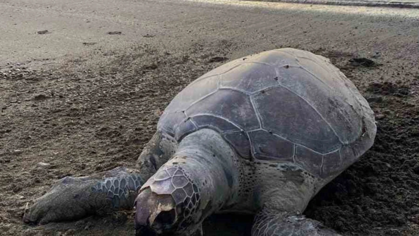 Sahile ölü Caretta deniz kaplumbağası vurdu