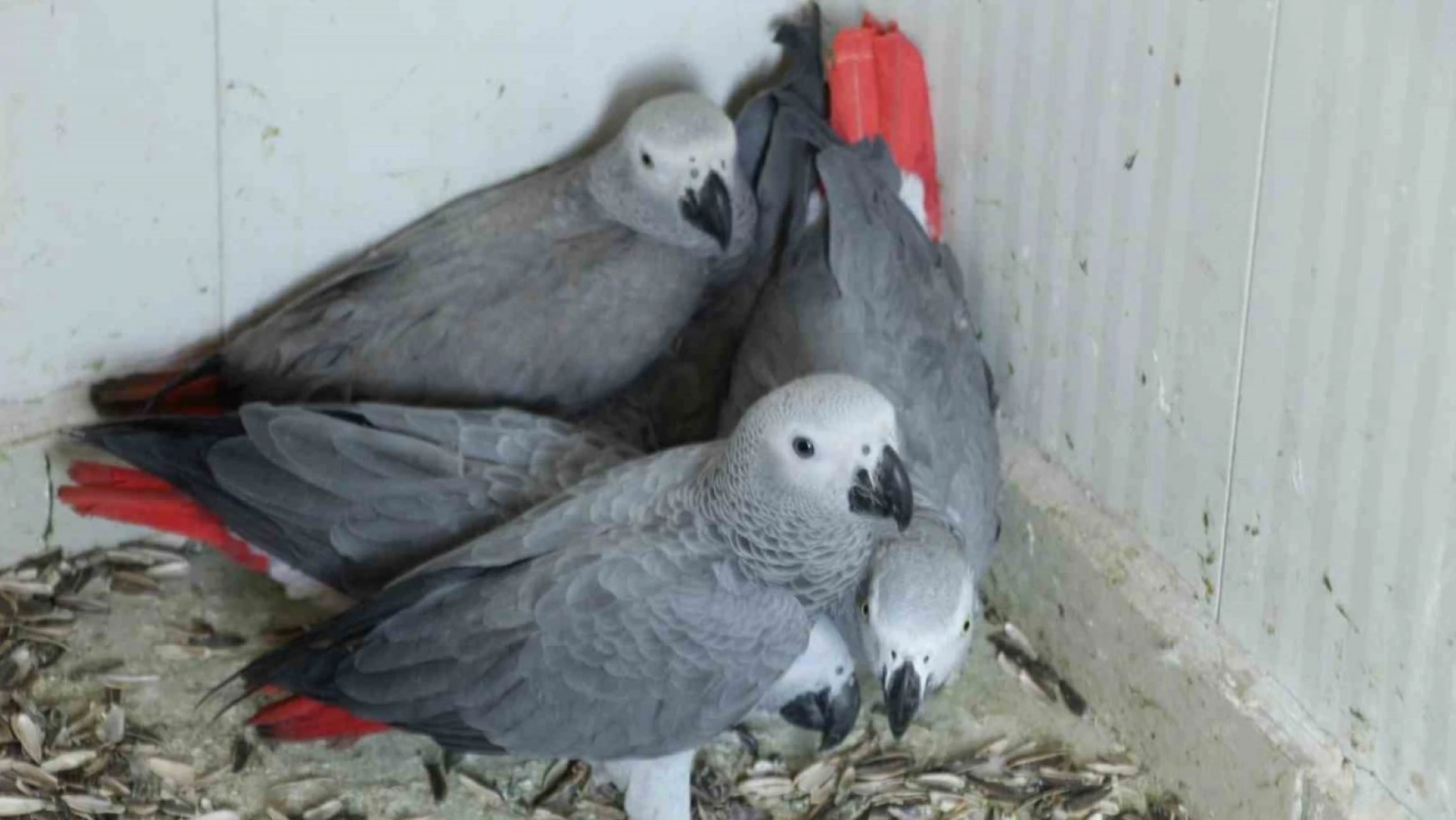 Şırnak'a yasa dışı yollarla getirilen 5 papağan ele geçirildi
