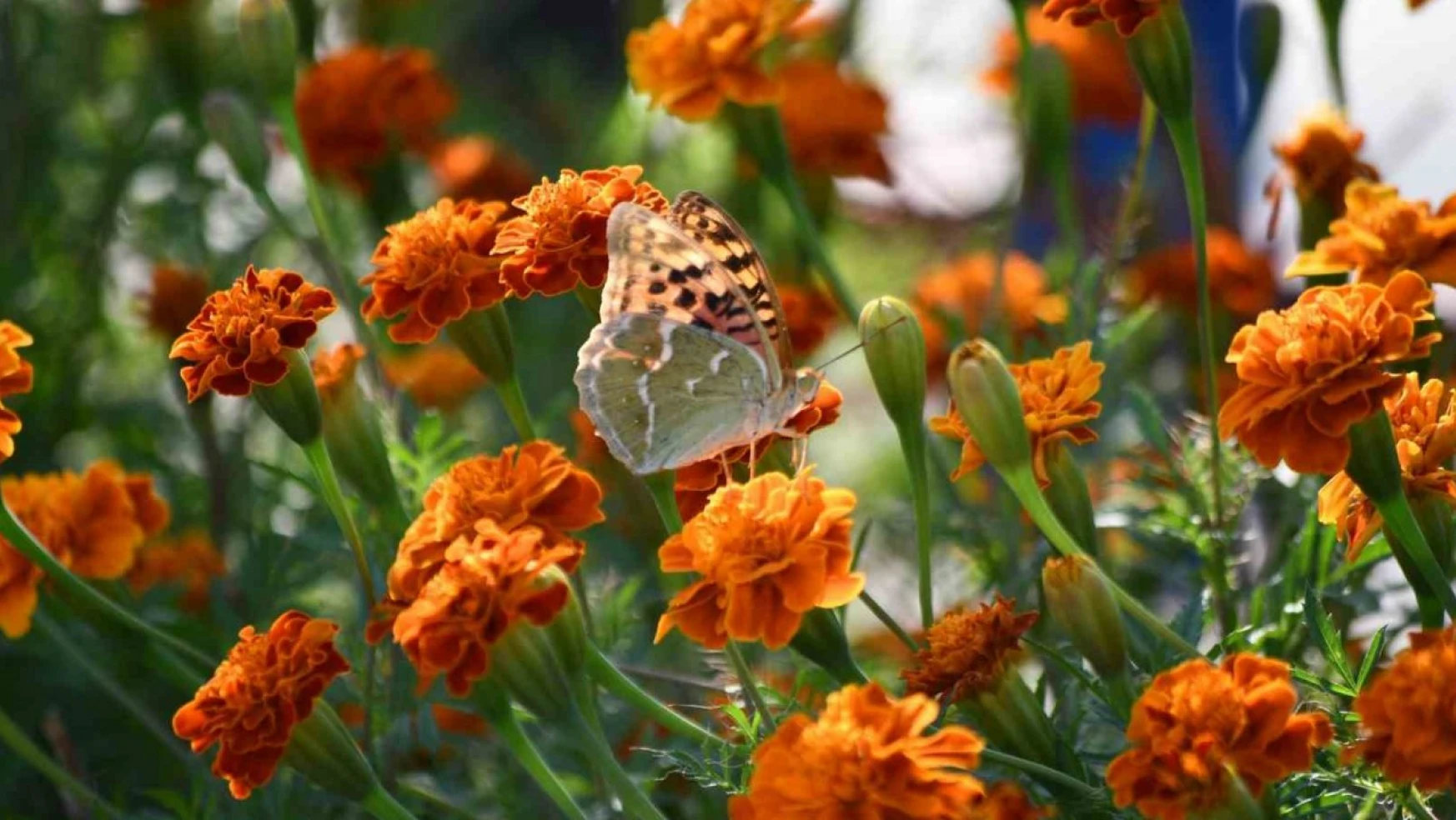 Şırnak'ta kelebekler son günlerini yaşıyor