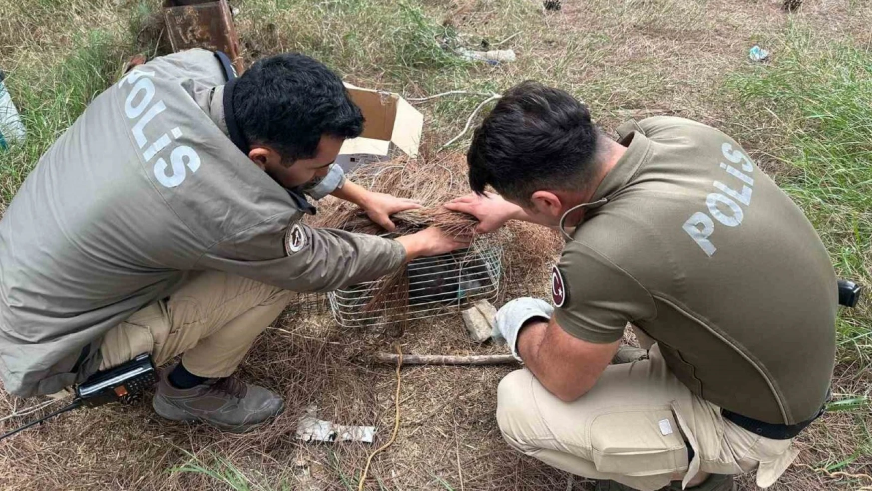Tuzağa takılan 'bayağı çakır' kuşunu polis kurtardı