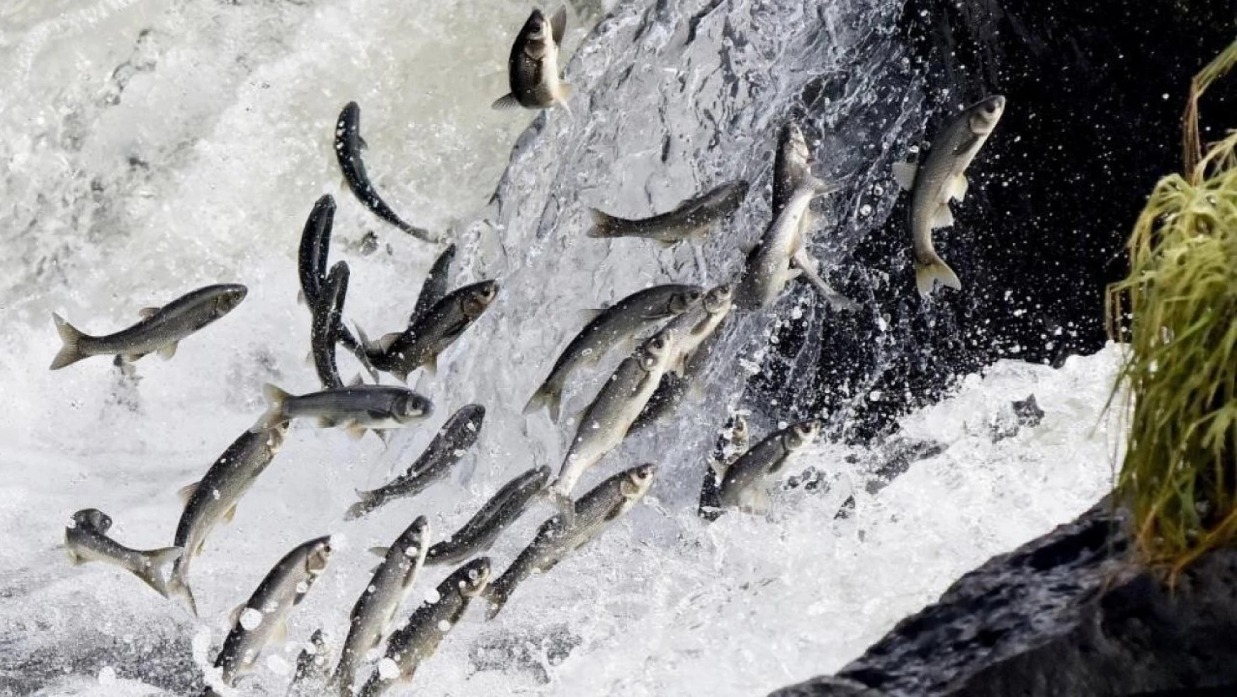 Van Gölü'nde av yasağı başladı: İnci kefalleri göç hazırlığında