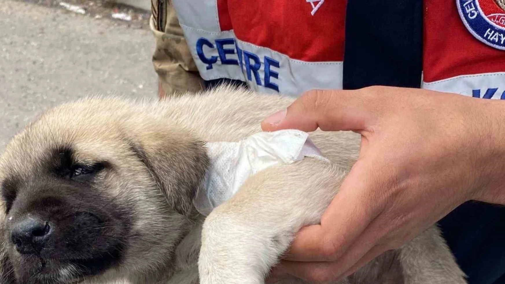 Yaralı yavru köpeğe hayvanları koruma timi müdahale etti