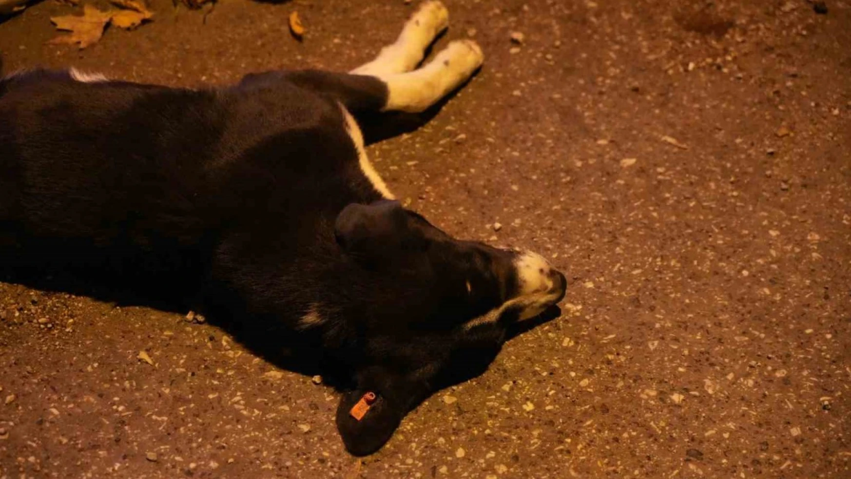 Yola atlayan başıboş köpek, motosiklet sürücüsünün ölümüne neden oluyordu