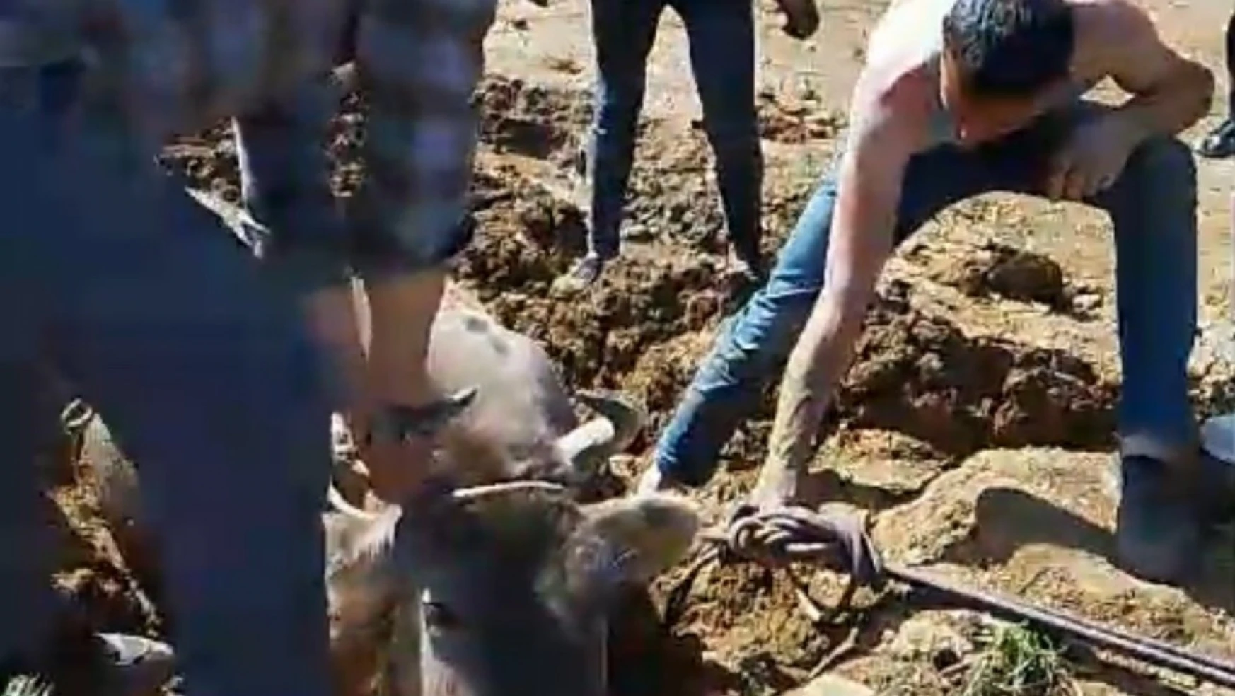 Yüksekova'da bataklığa saplanan ineği itfaiye kurtardı