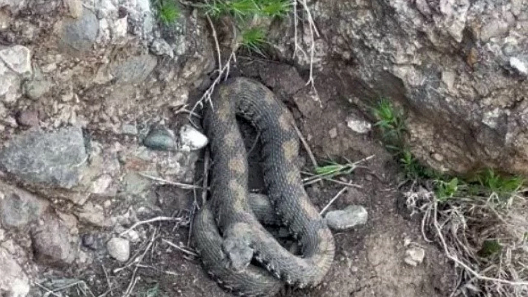 Yüksekova'da korkutan görüntüler engerek yılanı görüntülendi