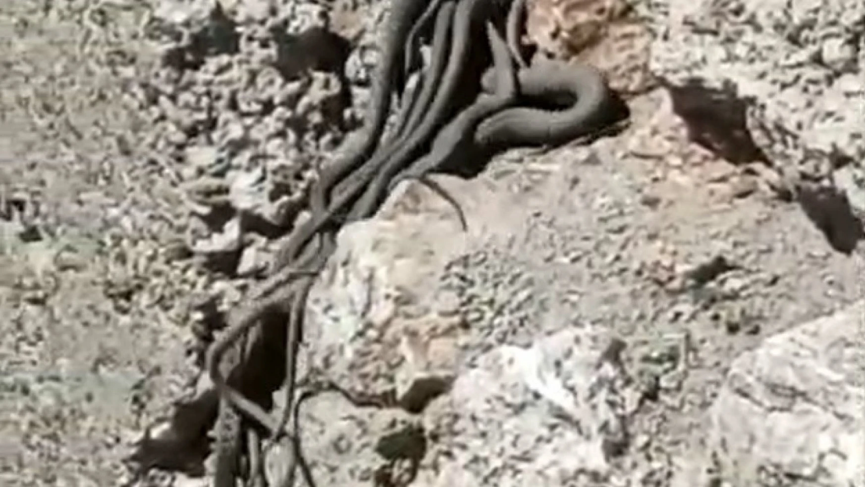 Yüksekova'da sürü halinde yılanlar görüntülendi