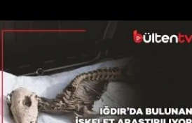 Iğdır Üniversitesi, kentteki kazıda bulunan hayvan iskeletinin türünü araştıracak