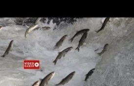 Van Gölü'nde inci kefali göçü sürüyor