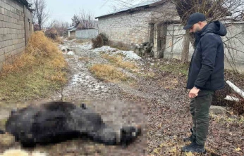 Vicdanları sızlatan olay: At ve eşek katillerini arıyorlar