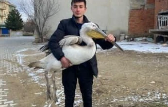 Sokakta şaşırtan keşif: Genç, yaralı pelikanı buldu