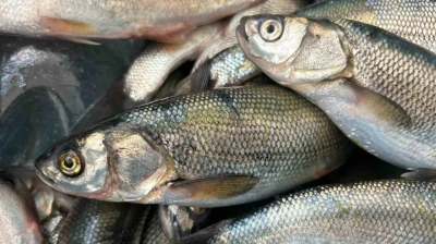 İnci kefali tezgâhlarda yerini aldı