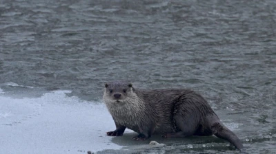 Donan karasu'da su samuru sürprizi: Muş'ta objektiflere yansıdı
