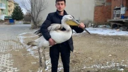 Sokakta şaşırtan keşif: Genç, yaralı pelikanı buldu