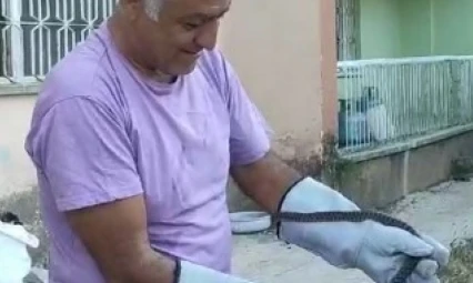 Binaya giren yılan, ekipler tarafından yakalanarak doğaya salındı