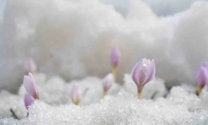Muş Ovası'nda baharın müjdeleyicisi çiçekler açtı