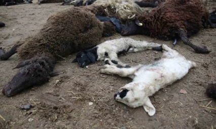 Muş'ta kurtlar koyun sürüsünü telef etti