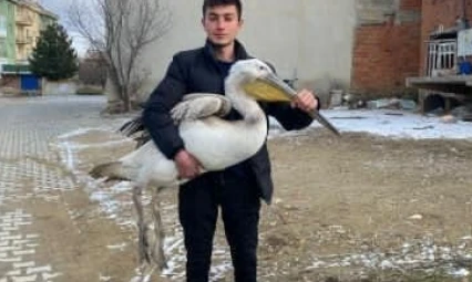 Sokakta şaşırtan keşif: Genç, yaralı pelikanı buldu