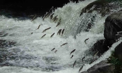 Van Gölü'nün eşsiz canlısı inci kefalinin muhteşem göçü devam ediyor