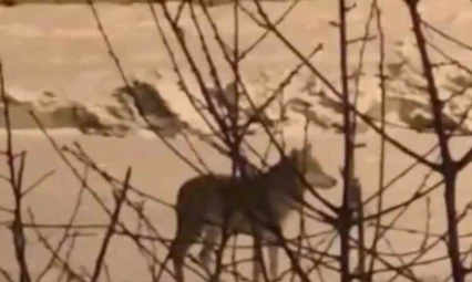 Yüksekova'da aç kalan kurt mahalleye indi