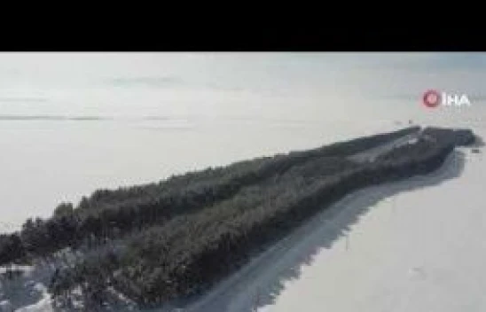 55 yıl önce dikilen on binlerce çam ağacı görenleri hayran bırakıyor