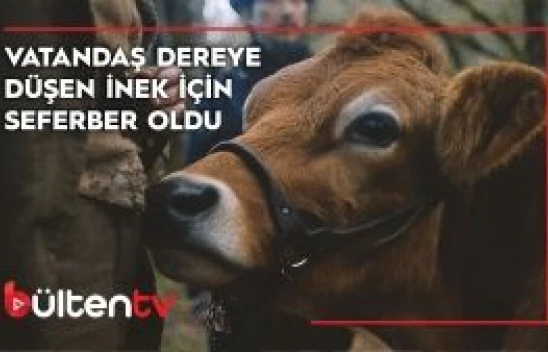 Vatandaşlar ineği dereden kurtarmak için böyle seferber oldu