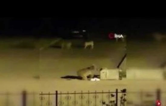 Aç kalan ayı, çöp konteynerinde yiyecek aradı