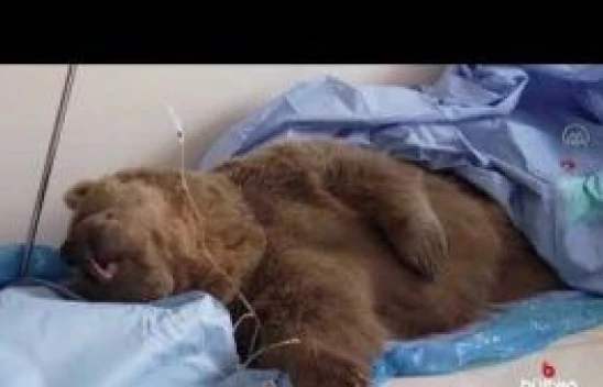 Ağrı'da Aracın çarptığı ayı Van Yüzüncü Yıl Üniversitesi'nde (YYÜ) tedaviye alındı