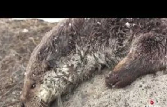 Ağrı'da köpeğin saldırdığı su samuru telef oldu