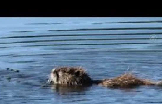 Ağrı'da su maymunlarının beslenme anı kameralarda